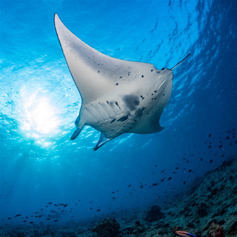The Role of Hawaii's Manta Rays in the Ecosystem